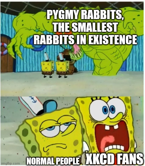 xkcd.com | PYGMY RABBITS, THE SMALLEST RABBITS IN EXISTENCE; XKCD FANS; NORMAL PEOPLE | image tagged in spongebob squarepants scared but also not scared | made w/ Imgflip meme maker