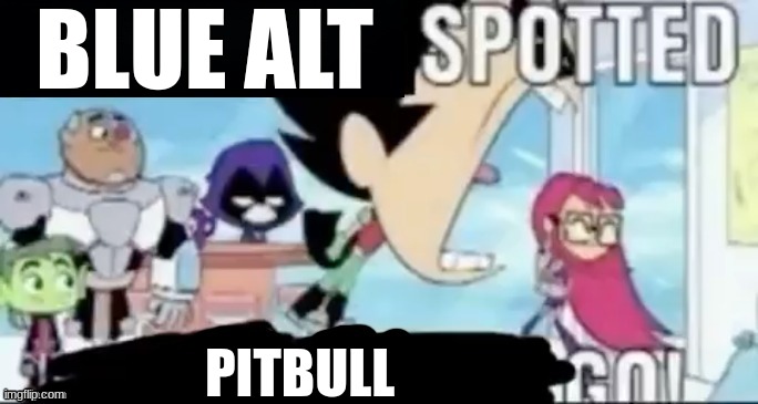 ____ spotted ____ go! | BLUE ALT PITBULL | image tagged in ____ spotted ____ go | made w/ Imgflip meme maker