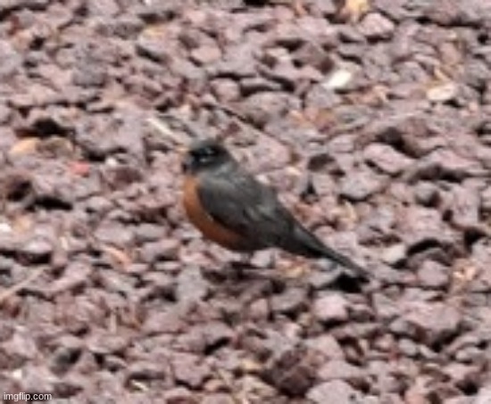 a robin was outside my house today | made w/ Imgflip meme maker