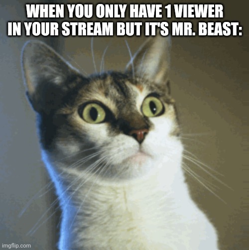 If this would happen I would ask mister beast I would ask Mr. beast to Donate me $1,000 | WHEN YOU ONLY HAVE 1 VIEWER IN YOUR STREAM BUT IT'S MR. BEAST: | image tagged in surprised cat,money,mrbeast | made w/ Imgflip meme maker
