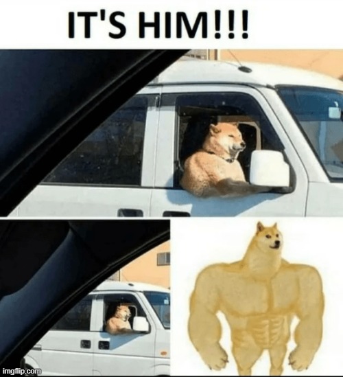 buff doge | image tagged in rmk | made w/ Imgflip meme maker