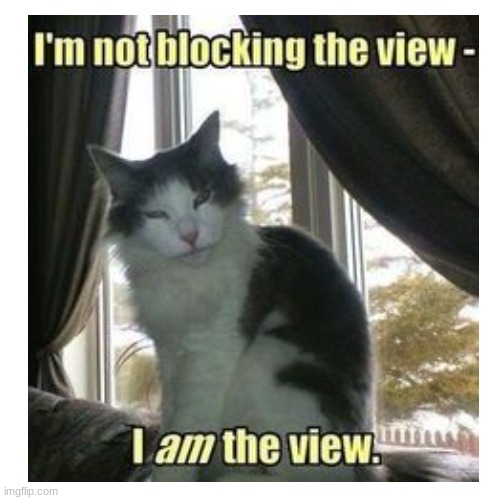 image tagged in cat,bed,window,why are you reading the tags | made w/ Imgflip meme maker