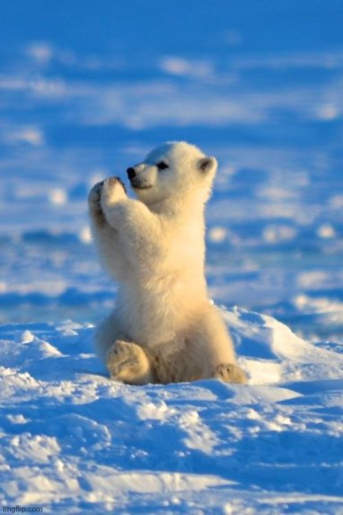 Polar bear clapping  | image tagged in polar bear clapping | made w/ Imgflip meme maker