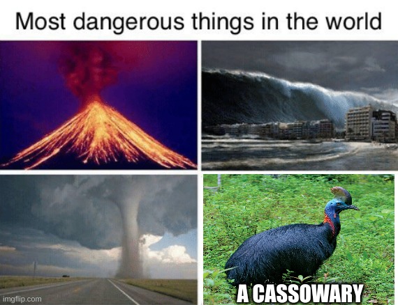 these dinosaur birds are actually the most dangerous bird in the world. There talons are so sharp that they can rip your stomach | A CASSOWARY | image tagged in most dangerous things in the world,this thing will kill you | made w/ Imgflip meme maker