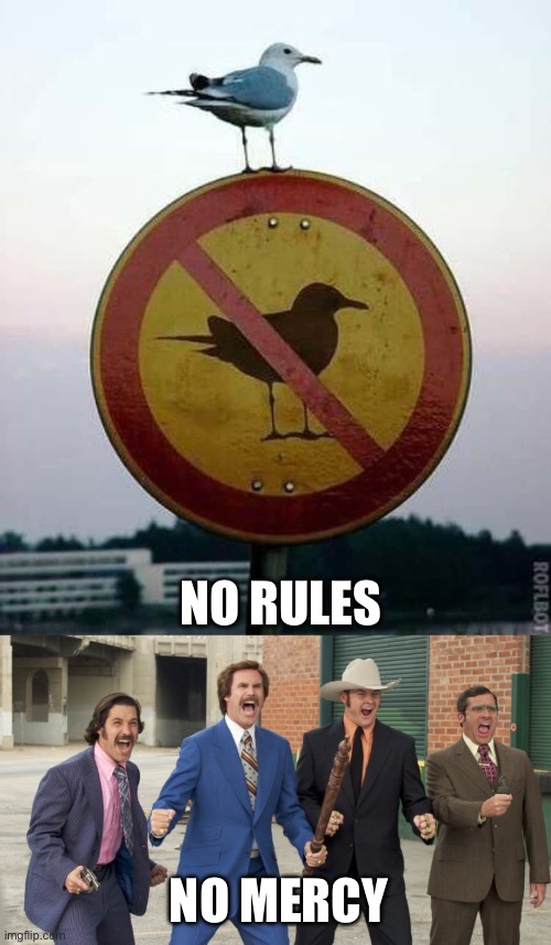 Seagull | NO RULES; NO MERCY | image tagged in no rules no mercy anchorman | made w/ Imgflip meme maker