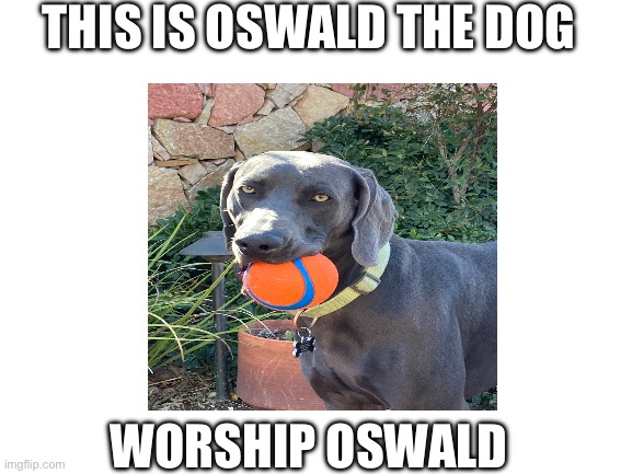 THIS IS OSWALD THE DOG; WORSHIP OSWALD | made w/ Imgflip meme maker