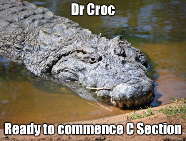 Crocodile | Dr Croc; Ready to commence C Section | image tagged in crocodile | made w/ Imgflip meme maker