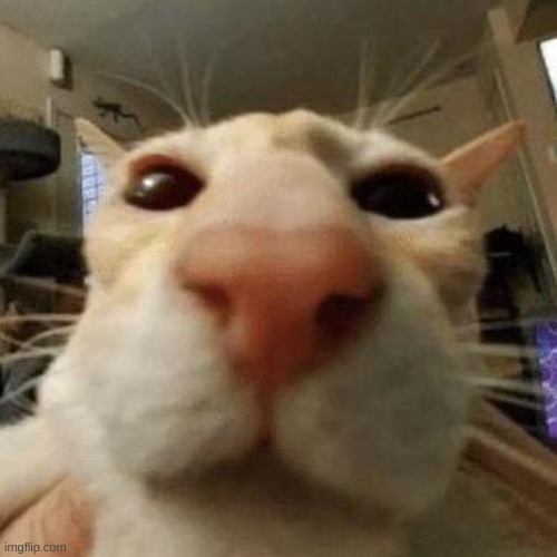 image tagged in do it jiggle | made w/ Imgflip meme maker