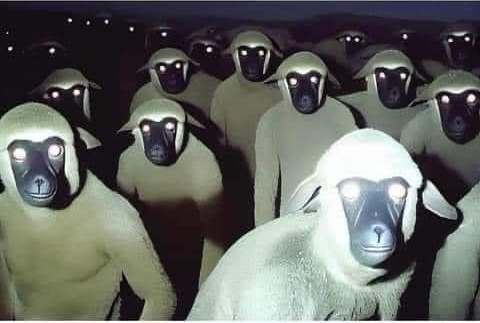 McSheeple Blank Meme Template