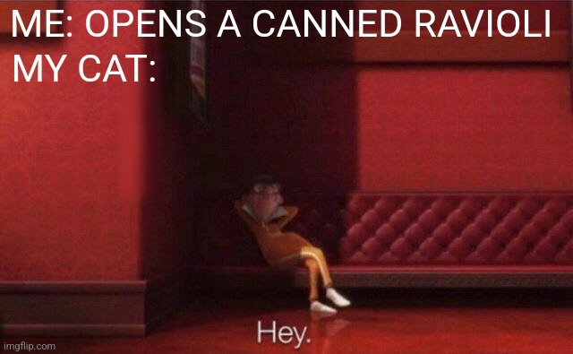 Hey. | MY CAT:; ME: OPENS A CANNED RAVIOLI | image tagged in hey | made w/ Imgflip meme maker