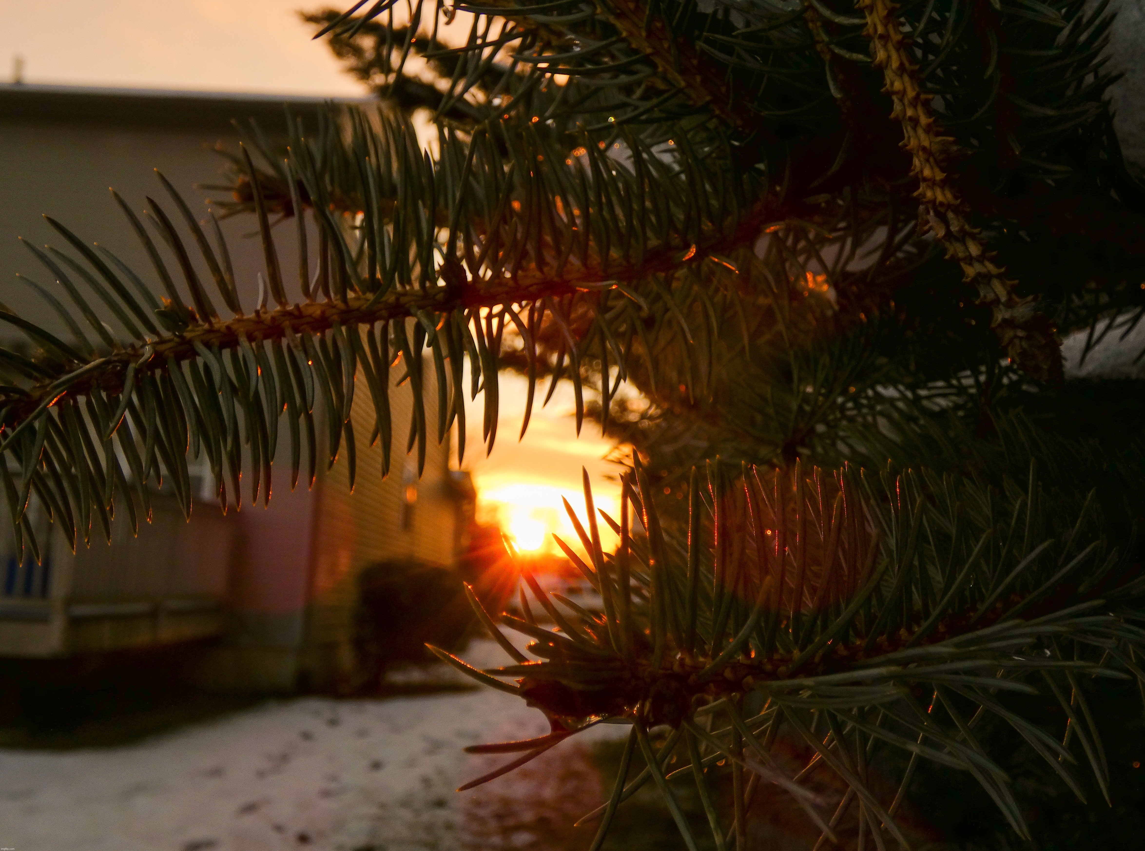 Sunset through the pine needles yesterday | image tagged in share your own photos | made w/ Imgflip meme maker