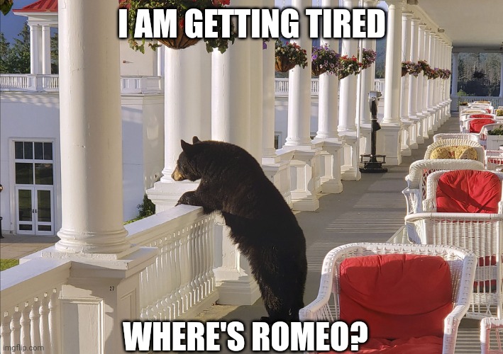 Balcony Bear | I AM GETTING TIRED; WHERE'S ROMEO? | image tagged in balcony bear | made w/ Imgflip meme maker