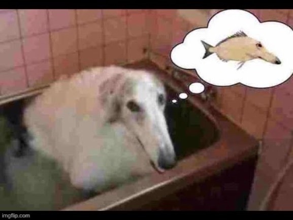 Dish | image tagged in dish | made w/ Imgflip meme maker