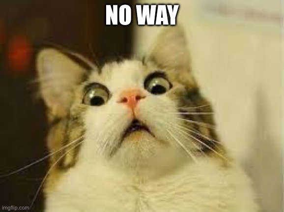 shocked cat | NO WAY | image tagged in shocked cat | made w/ Imgflip meme maker