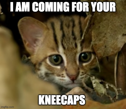 worlds smallest cat is coming for your kneecaps | I AM COMING FOR YOUR; KNEECAPS | image tagged in funny cats | made w/ Imgflip meme maker