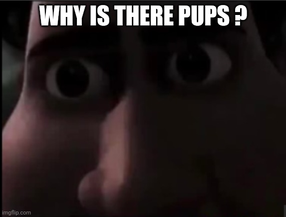 tighten stare | WHY IS THERE PUPS ? | image tagged in tighten stare | made w/ Imgflip meme maker