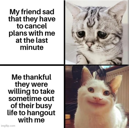 thank you friends | image tagged in cats,wholesome,wholesome content,repost,memes,funny | made w/ Imgflip meme maker