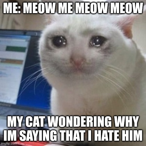 Crying cat | ME: MEOW ME MEOW MEOW; MY CAT WONDERING WHY IM SAYING THAT I HATE HIM | image tagged in crying cat | made w/ Imgflip meme maker