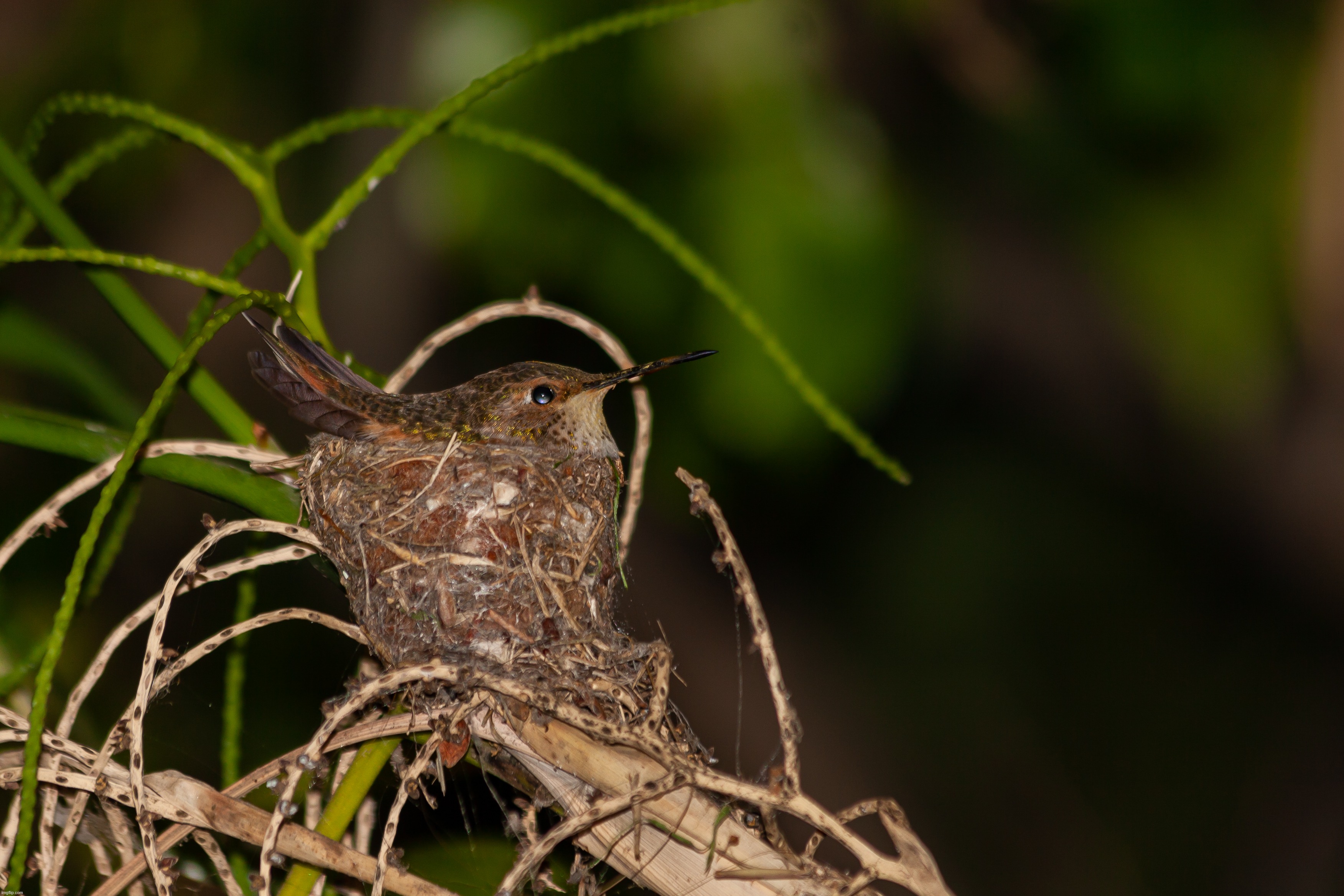 Hummingbird nest-there are hatchlings in there | image tagged in original photo,hummingbird,honesty,mother nature,photography | made w/ Imgflip meme maker