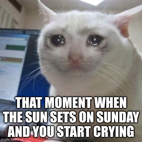 whyyyyyy | THAT MOMENT WHEN THE SUN SETS ON SUNDAY AND YOU START CRYING | image tagged in crying cat,sunday,weekend | made w/ Imgflip meme maker