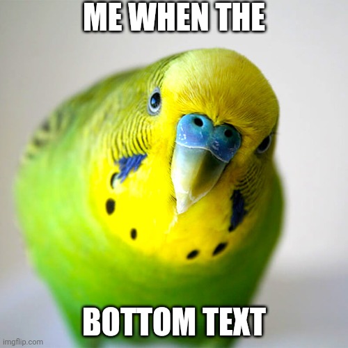 Birb 2 | ME WHEN THE; BOTTOM TEXT | image tagged in birb,relatable,typo | made w/ Imgflip meme maker