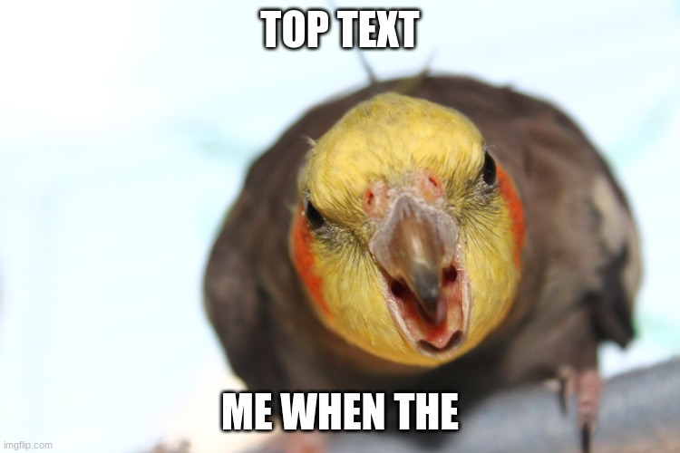 Screm Birb | TOP TEXT ME WHEN THE | image tagged in screm birb | made w/ Imgflip meme maker