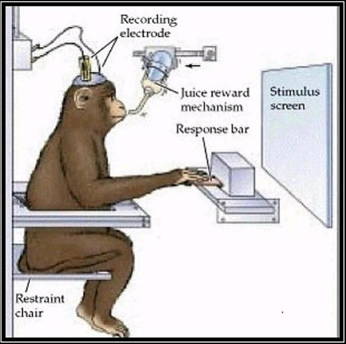 monkey stimulus Blank Meme Template