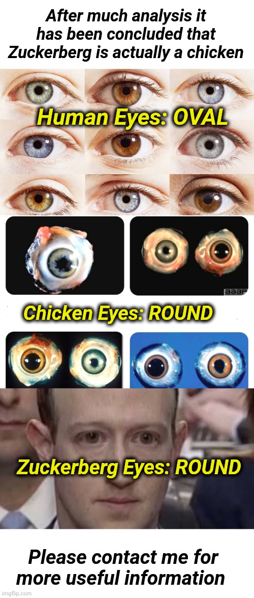 Zuckerberg is a Chicken | After much analysis it has been concluded that Zuckerberg is actually a chicken; Human Eyes: OVAL; Chicken Eyes: ROUND; Zuckerberg Eyes: ROUND; Please contact me for more useful information | image tagged in chicken,mark zuckerberg,big eyes | made w/ Imgflip meme maker