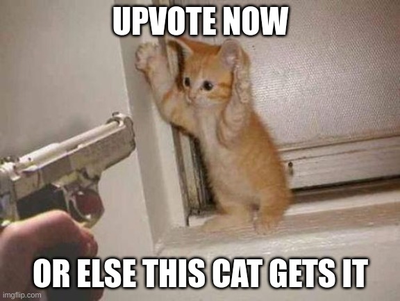 begging for upvotes | UPVOTE NOW; OR ELSE THIS CAT GETS IT | image tagged in cat robbery,upvote begging,memes | made w/ Imgflip meme maker
