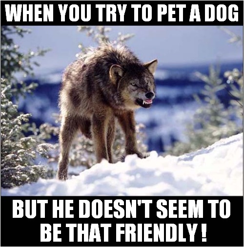 Careful Now ! | WHEN YOU TRY TO PET A DOG; BUT HE DOESN'T SEEM TO
 BE THAT FRIENDLY ! | image tagged in dogs,petting,unfriendly,wolf | made w/ Imgflip meme maker