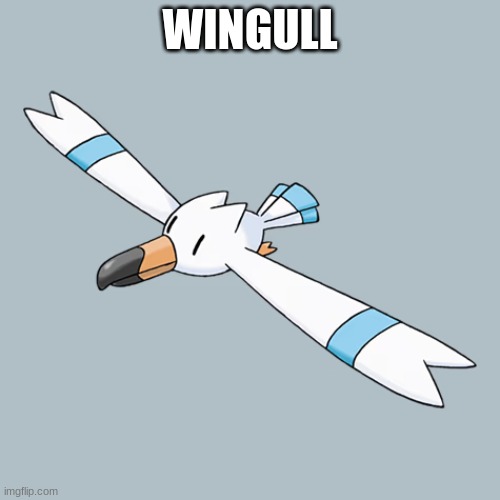 Wingull | WINGULL | image tagged in wingull | made w/ Imgflip meme maker