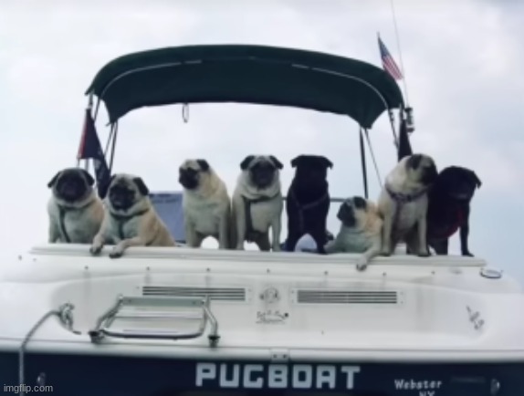 All aboard the s.s pugboat! | image tagged in dogs,memes,wholesome | made w/ Imgflip meme maker