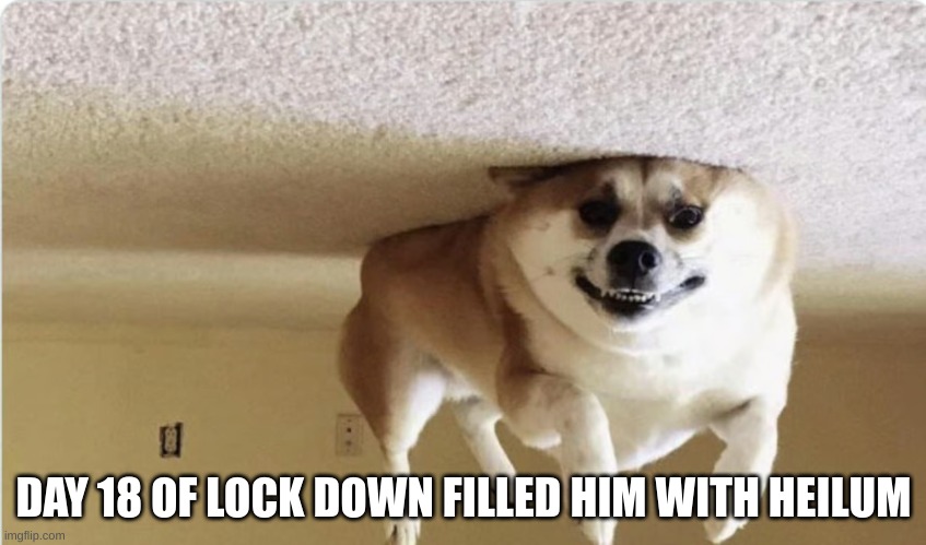 roof dog | DAY 18 OF LOCK DOWN FILLED HIM WITH HEILUM | image tagged in roof dog | made w/ Imgflip meme maker