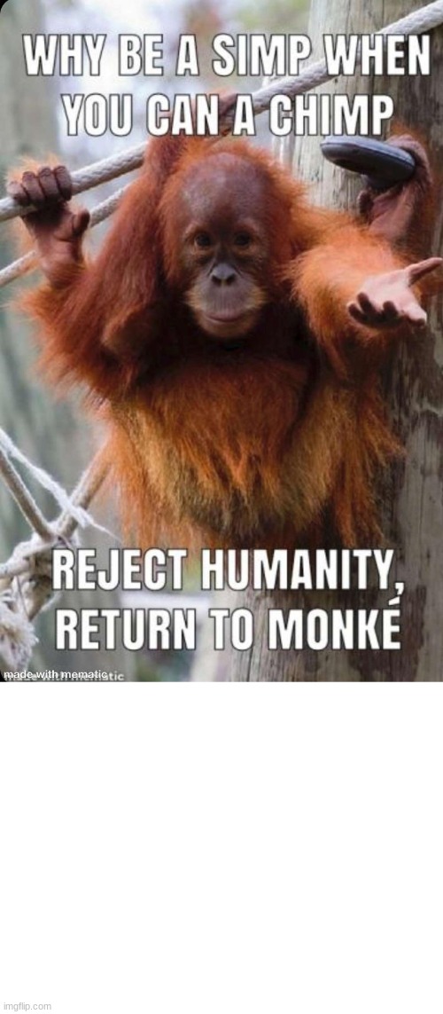 MONKE | image tagged in monkey | made w/ Imgflip meme maker