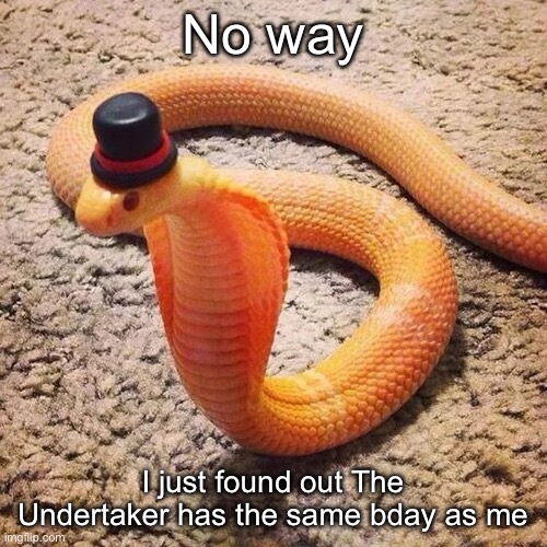 dapper snek | No way; I just found out The Undertaker has the same bday as me | image tagged in dapper snek | made w/ Imgflip meme maker