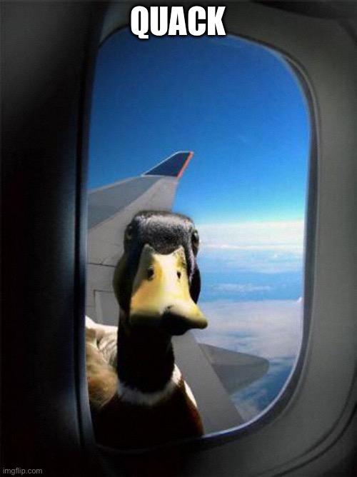 Airplane Duck | QUACK | image tagged in airplane duck | made w/ Imgflip meme maker