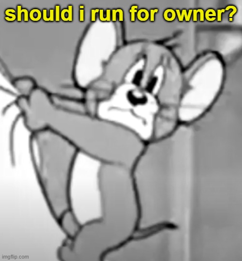 awww the skrunkly | should i run for owner? | image tagged in awww the skrunkly | made w/ Imgflip meme maker