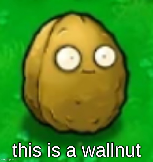 thank you for your time | this is a wallnut | made w/ Imgflip meme maker