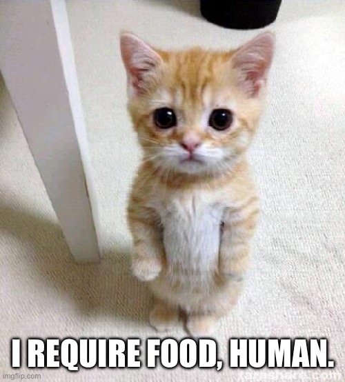 Cat | I REQUIRE FOOD, HUMAN. | image tagged in memes,cute cat,funny memes,funny,cat memes | made w/ Imgflip meme maker