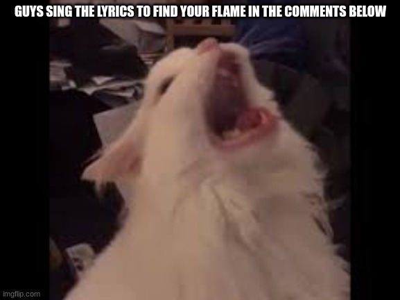 Screamin cat | GUYS SING THE LYRICS TO FIND YOUR FLAME IN THE COMMENTS BELOW | image tagged in screamin cat | made w/ Imgflip meme maker