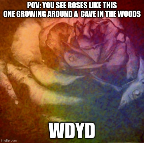 POV: YOU SEE ROSES LIKE THIS ONE GROWING AROUND A  CAVE IN THE WOODS; WDYD | made w/ Imgflip meme maker