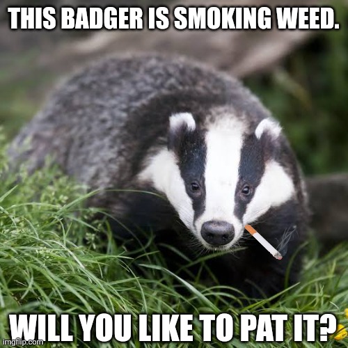 THIS BADGER IS SMOKING WEED. WILL YOU LIKE TO PAT IT? | image tagged in memes,badger,high | made w/ Imgflip meme maker