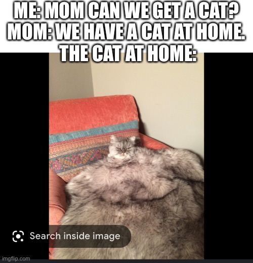 E | ME: MOM CAN WE GET A CAT? 
MOM: WE HAVE A CAT AT HOME. 
THE CAT AT HOME: | image tagged in e | made w/ Imgflip meme maker