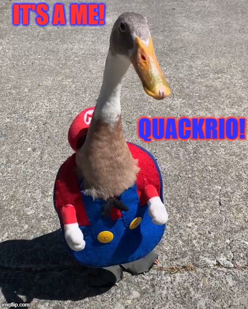 Quackrio | IT'S A ME! QUACKRIO! | image tagged in cosplay,nintendo,ducks,quack,memes,funny | made w/ Imgflip meme maker