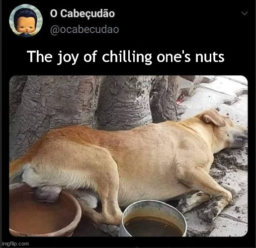 Old dog teaches new trick | The joy of chilling one's nuts | image tagged in memes,dark humor | made w/ Imgflip meme maker