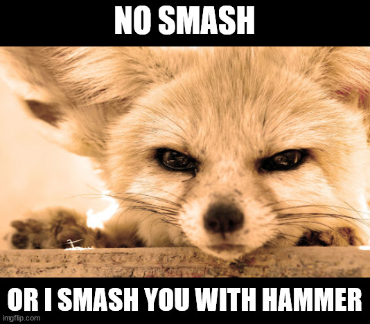 Angry fox | NO SMASH OR I SMASH YOU WITH HAMMER | image tagged in angry fox | made w/ Imgflip meme maker