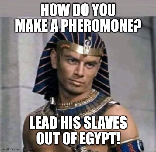 Works every time! | HOW DO YOU MAKE A PHEROMONE? LEAD HIS SLAVES OUT OF EGYPT! | image tagged in pharaoh,egypt,moses,bad pun,puns,bad puns | made w/ Imgflip meme maker