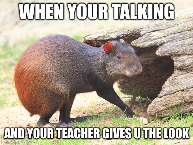 WHEN YOUR TALKING; AND YOUR TEACHER GIVES U THE LOOK | image tagged in funny | made w/ Imgflip meme maker