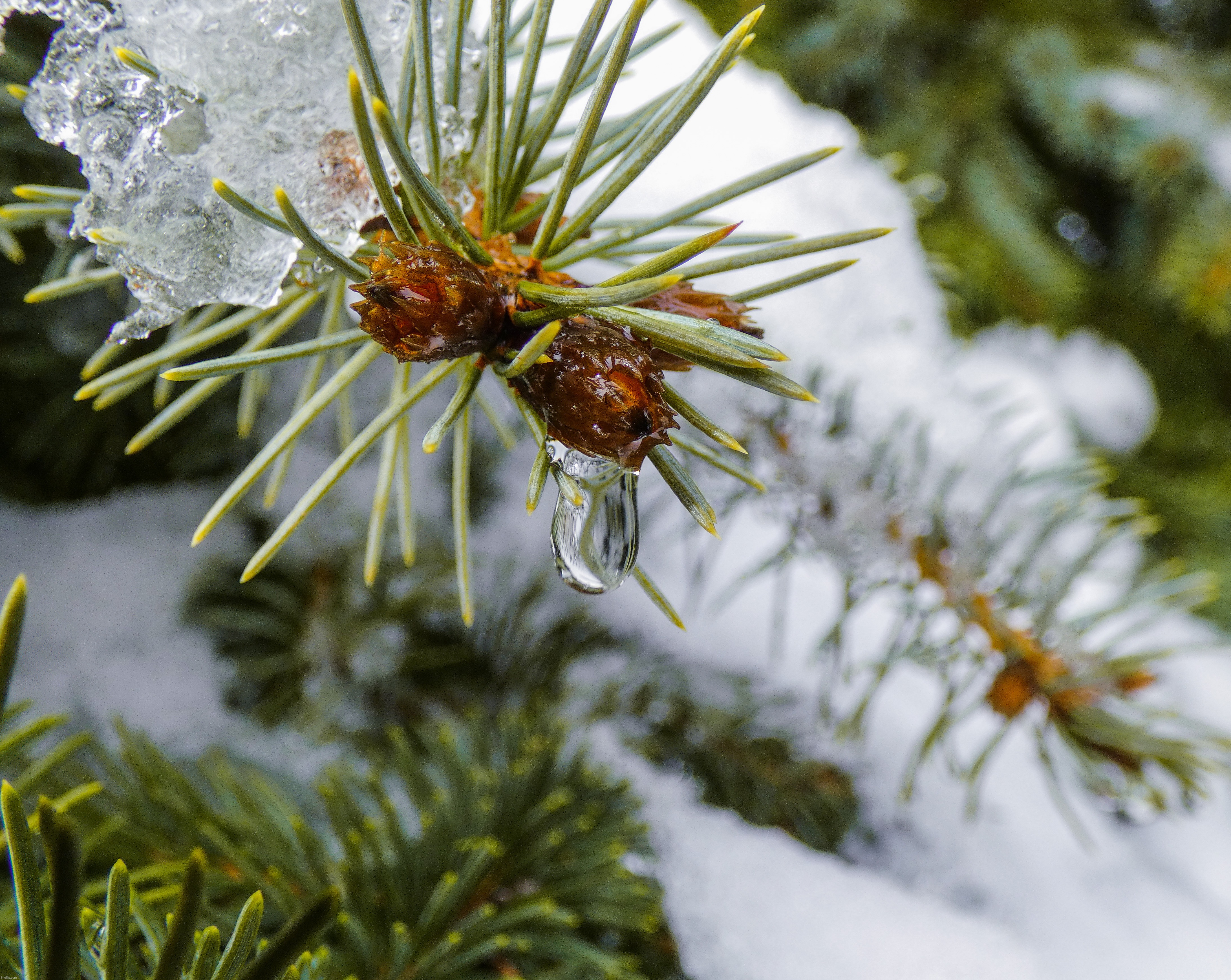 The final frame I took while in high speed continuous shooting right before a raindrop fell off of a pine needle — melting snow | image tagged in share your own photos | made w/ Imgflip meme maker