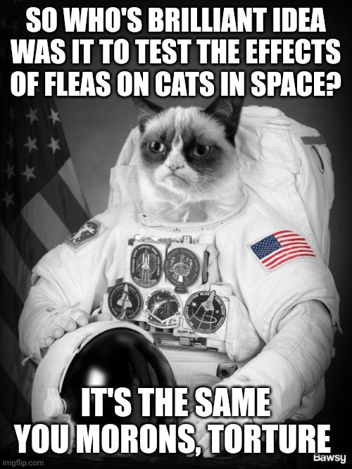 Grumpy Spacecat | SO WHO'S BRILLIANT IDEA WAS IT TO TEST THE EFFECTS OF FLEAS ON CATS IN SPACE? IT'S THE SAME YOU MORONS, TORTURE | image tagged in grumpy spacecat | made w/ Imgflip meme maker
